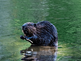 Natural England approves release of beavers in South West