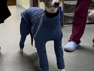 Vet warns of deadly dog condition