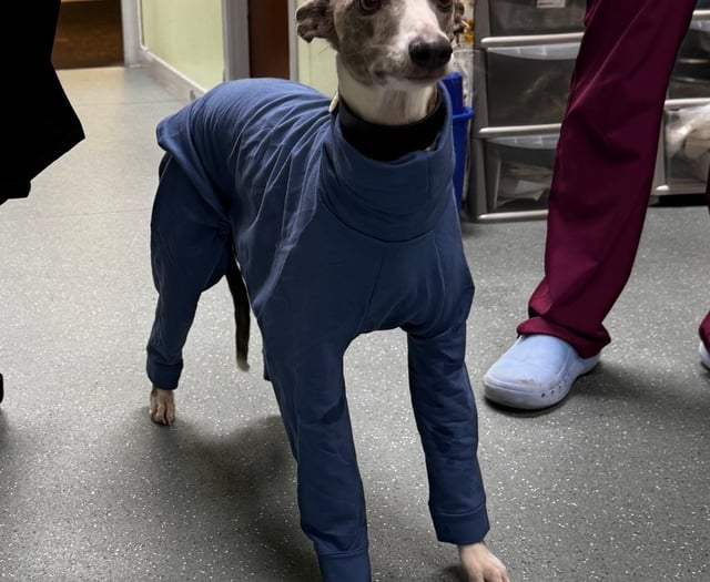 Vet warns of deadly dog condition