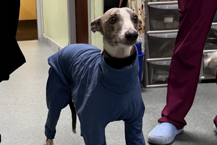 Nico the whippet after her life-saving sugery. Photo contributed