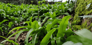 Council report sets out progress on protecting nature in Devon