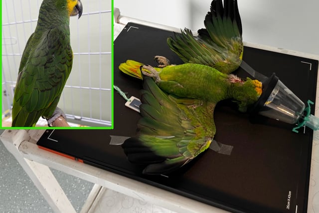 Vets perform surgery to save parrot