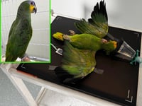 Vets perform surgery to save parrot