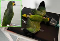 Parrot saved by vets' surgery
