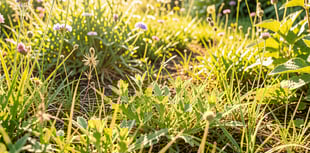 Call to support No Mow May 