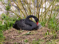 Easter arrival as cygnet hatches in Dawlish 