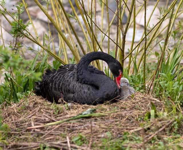Easter arrival as cygnet hatches in Dawlish 