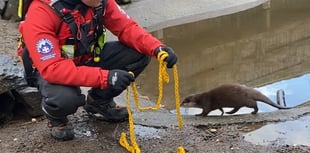 Dartmoor rescue team's lifesaving idea is otter this world