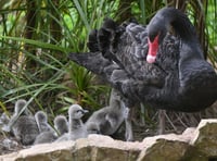Easter Blessing as seven Black Swan cygnets hatch in Dawlish
