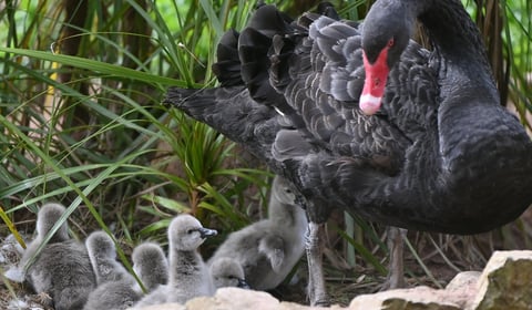 Easter Blessing as seven Black Swan cygnets hatch in Dawlish
