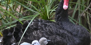 Easter Blessing as seven Black Swan cygnets hatch in Dawlish