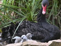 Two Dawlish black swan cygnets die