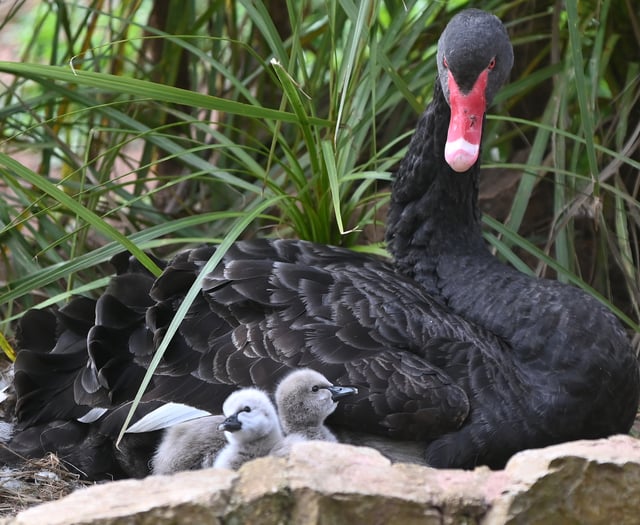 Easter Blessing as seven Black Swan cygnets hatch in Dawlish