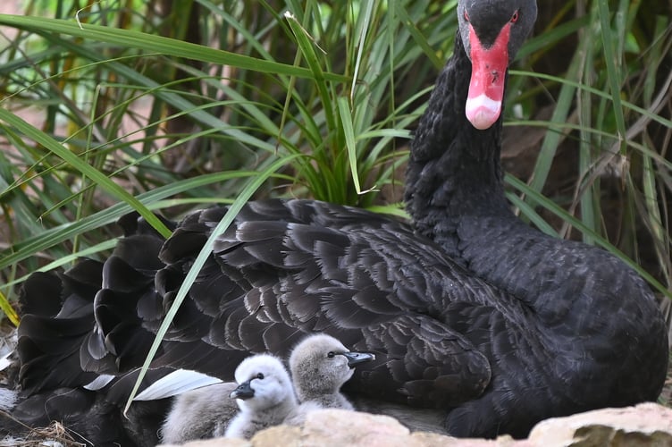 Not so much Easter chicks as Easter cygnets. New Black Swan arrivals at Dawlish