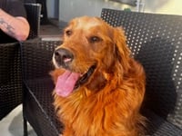 Golden retriever Reux battling rare fungal infection 