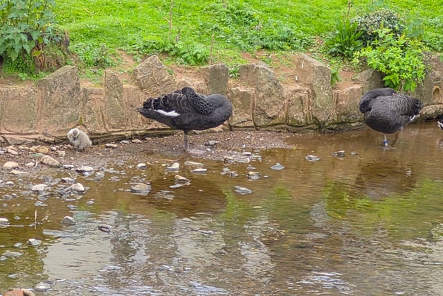 Cygnet saved from gull