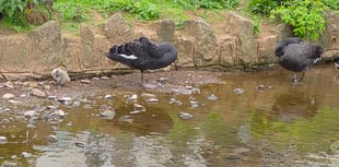 Cygnet saved from gull