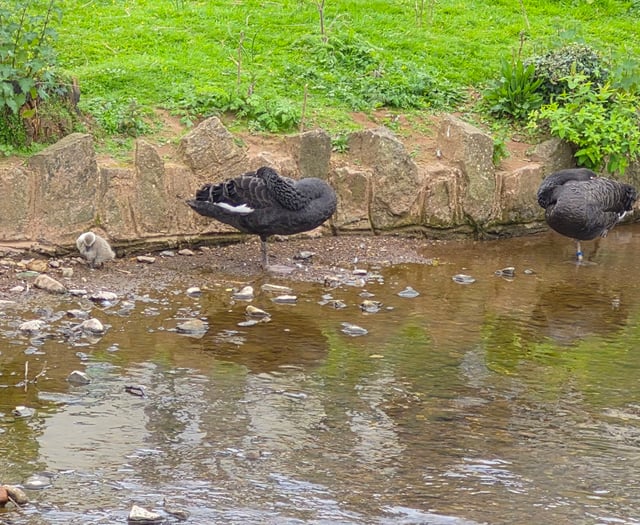 Cygnet saved from gull