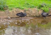 Cygnet saved, family moved to safety