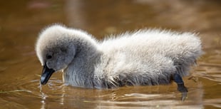 Warning over attacks on birdlife 