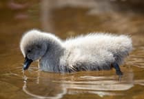 Warning over attacks on birdlife