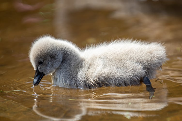 One of the new Dawlish Black Swan cygnets. Photo Dawlish waterfowl wardens