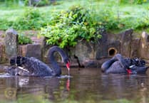 Another Dawlish black swan cygnet lost