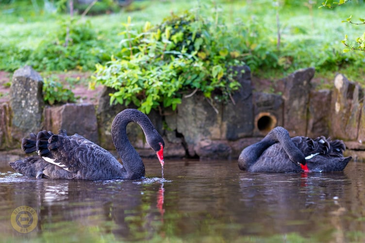Black swans Rosie and Bluey. Photo Dawlish Waterfowl Wardens