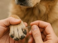 Vet's grass seed warning