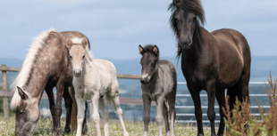 In Pictures: The recovery of a herd of Icelandic horses in Devon 