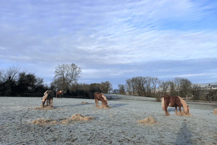 The Mare and Foal Sanctuary