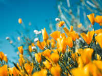 Explore garden for Rowcroft Hospice's Open Gardens Programme 