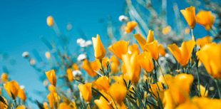 Explore garden for Rowcroft Hospice's Open Gardens Programme 