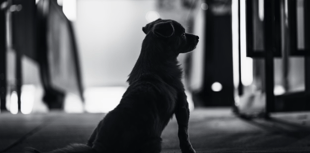 FOI request reveals out-of-control dog figures 