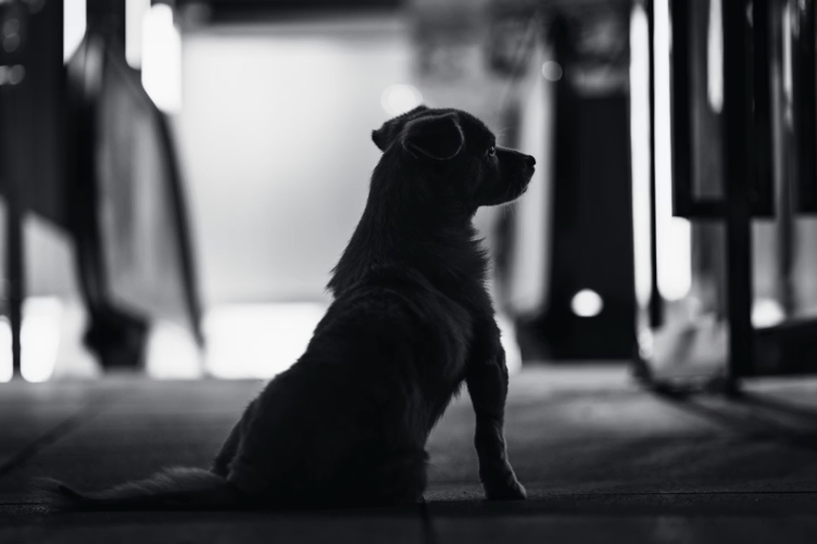 Dog stock image