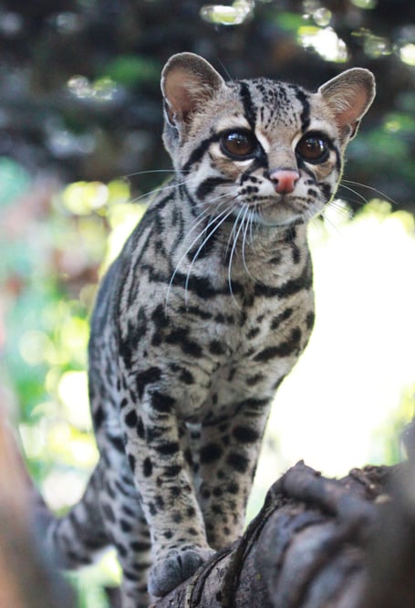 A rare Margay, a small wild cat, bred at Shaldon Wildlife Trust. Photo Rebecca Lacey