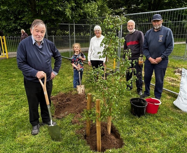Maple tree saved to new home 