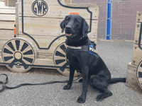 Police dog Ken proves popular as police share 'snapshot' of week 
