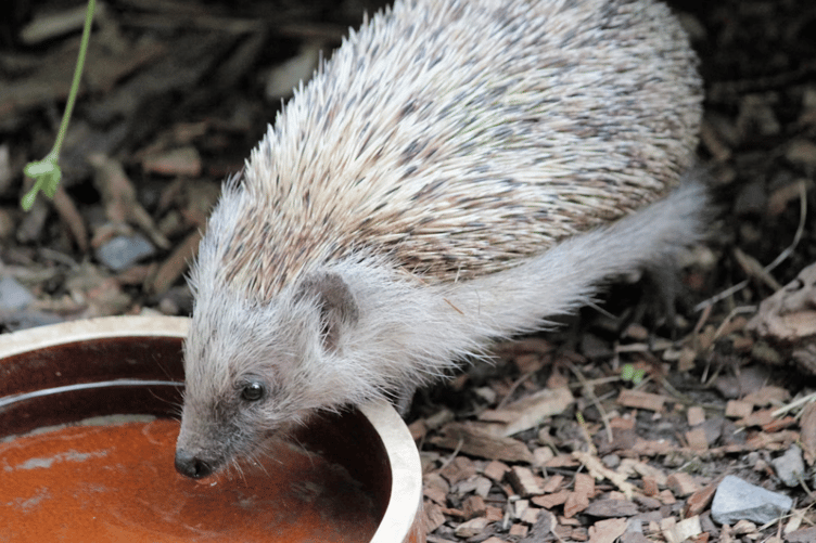 Hedgehog stock image