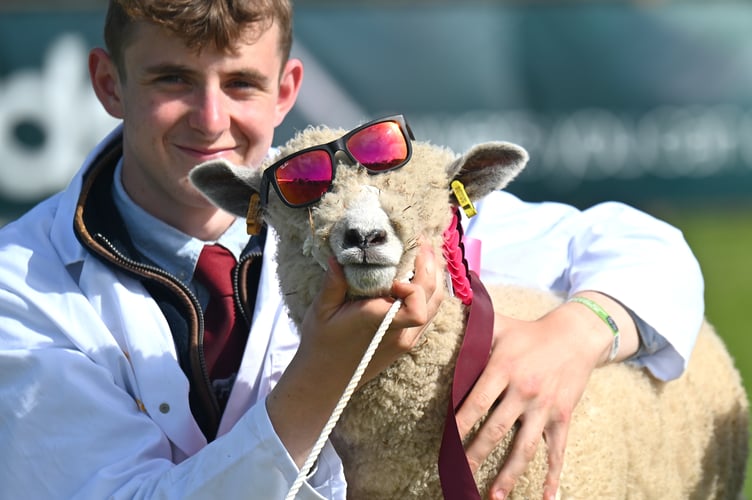 Shades for sheep. Ryeland ewe lamb Coast Georgina borrows her handler Aydon Prowse’s sunglasses during the Livestock Grand Parade at the Devon County Show.