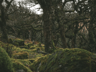 Still time for to apply for Dartmoor skills scheme