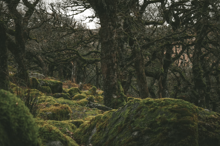 Dartmoor stock image