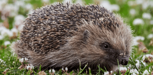 Charity urges care for hedgehogs during breeding season