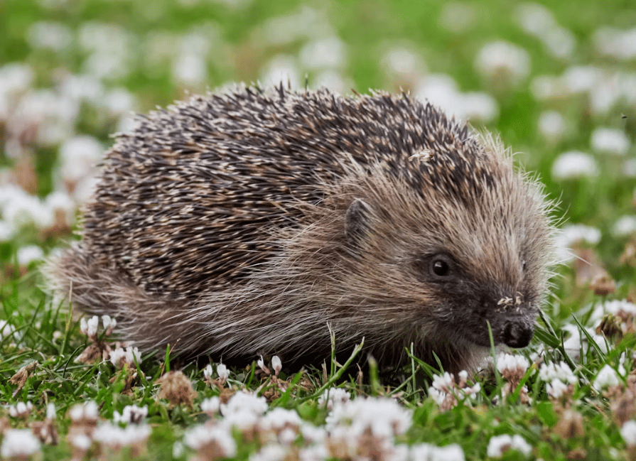 Charity urges care for hedgehogs during breeding season