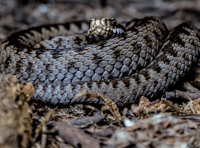 Adder warning issued for Dartmoor dog walkers