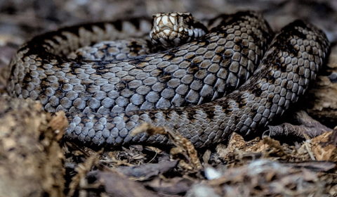Adder warning issued for Dartmoor dog walkers