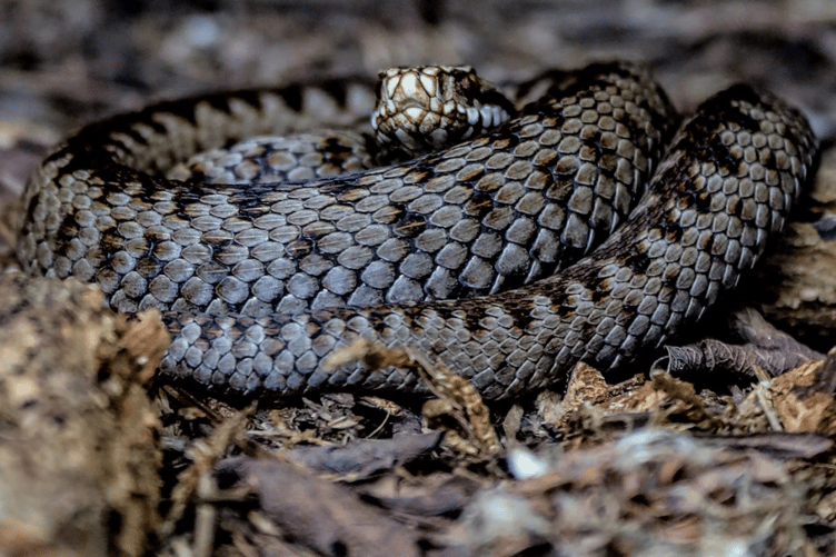 Adder stock image