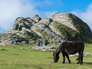 Government throws lifeline to Dartmoor's semi-wild ponies