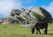 Government throws lifeline to Dartmoor's semi-wild ponies