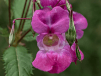 Volunteers sought for Himalayan Balsam removal work on Dartmoor